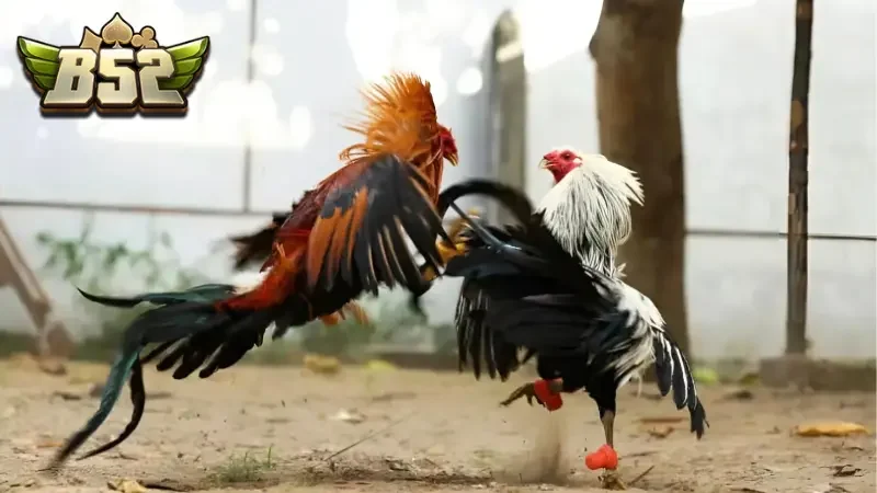 Nghiên cứu kỹ lưỡng về luật chơi chọi gà có cựa sắt