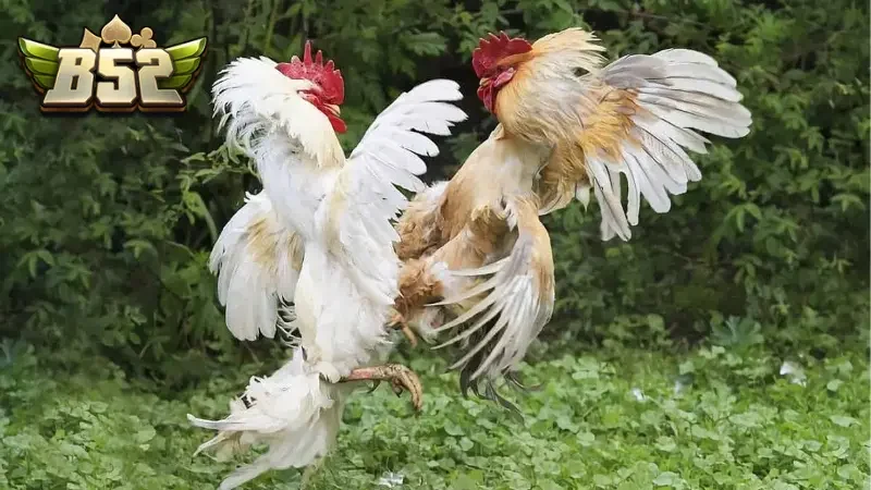 Các chiến kê trong trận đấu Đá gà miền tây