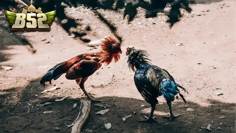 Hướng dẫn cược tiền và theo dõi trong đá gà Thomo