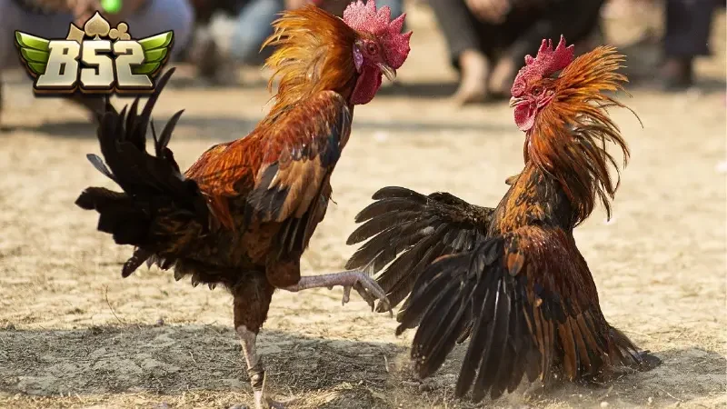 Nhắc đến đá gà trực tiếp thì không thể không nhắc đến đà gà trực tiếp Thomo