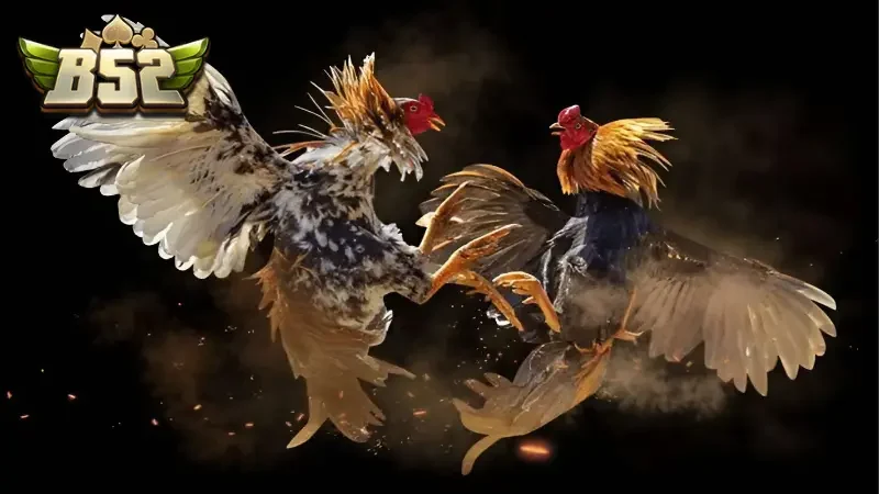 Những lưu ý cần phải luôn nhớ khi tham gia chơi đá gà trực tiếp Thomo