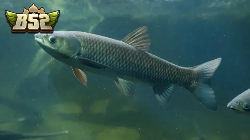 Giải mã chi tiết để hiểu được ý nghĩa tương ứng với giấc mơ đã gặp được